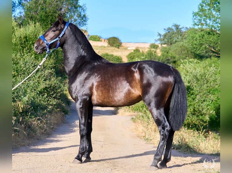 Andaluso Stallone 2 Anni 170 cm Baio scuro in Navalperal De Pinares