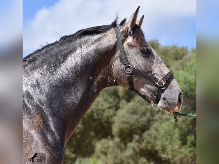 Andaluso Stallone 2 Anni 170 cm Grigio in Menorca