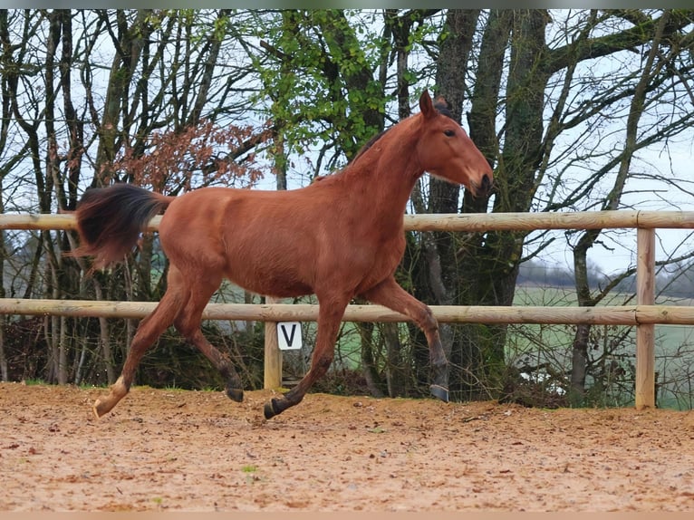 Andaluso Stallone 2 Anni Baio chiaro in Lupiac