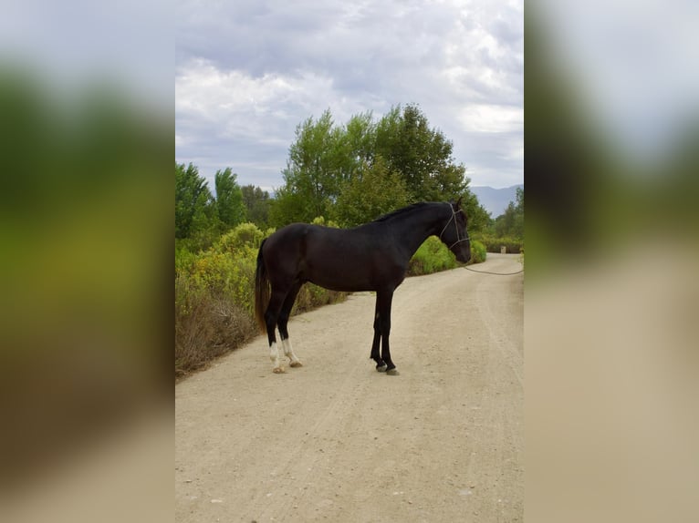 Andaluso Stallone 3 Anni 152 cm Grigio in Corona