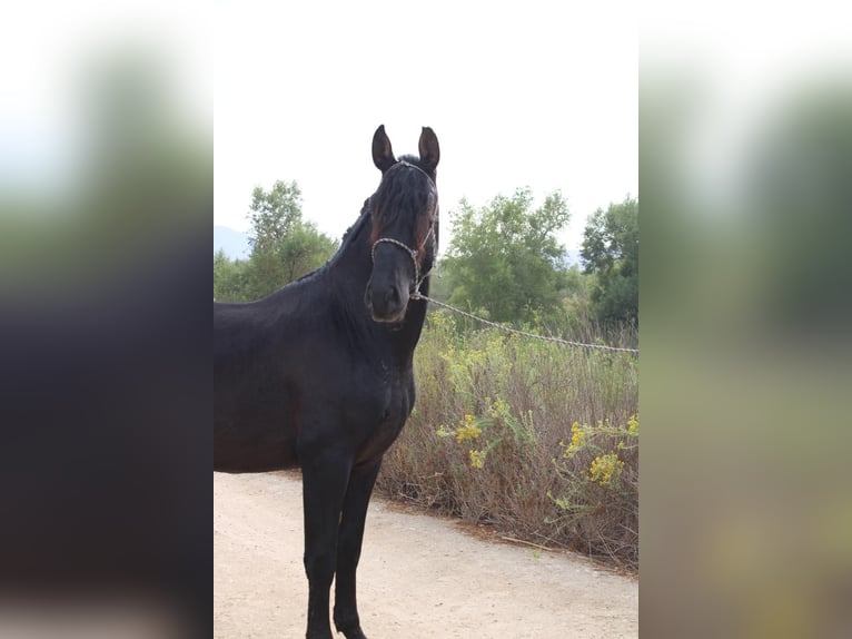 Andaluso Stallone 3 Anni 152 cm Morello in Corona, CA