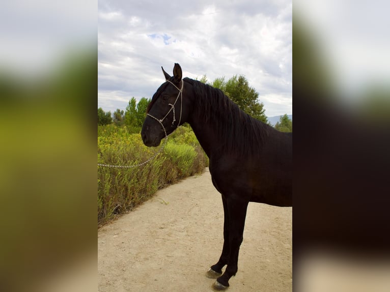 Andaluso Stallone 3 Anni 152 cm Morello in Corona, CA