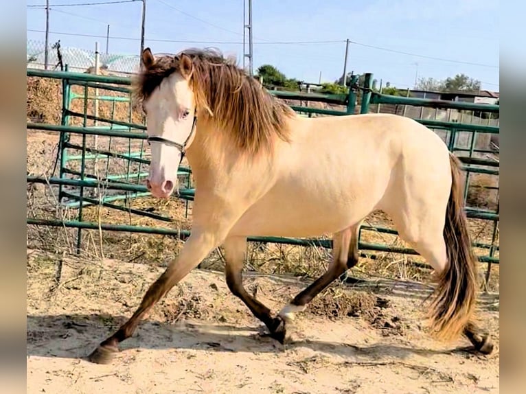 Andaluso Stallone 3 Anni 153 cm Champagne in Jerez
