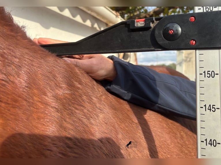 Andaluso Stallone 3 Anni 154 cm Baio in Menorca