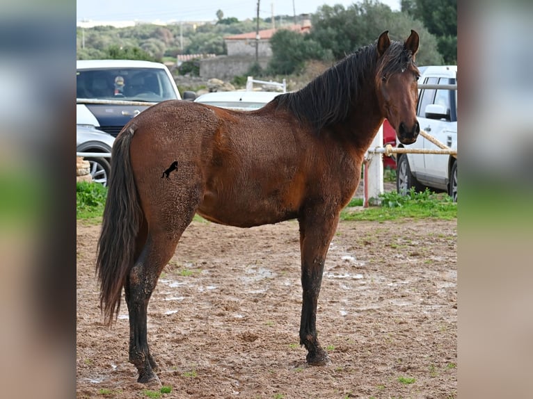 Andaluso Stallone 3 Anni 154 cm Baio in Menorca