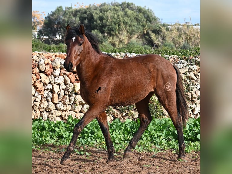 Andaluso Stallone 3 Anni 154 cm Baio in Menorca