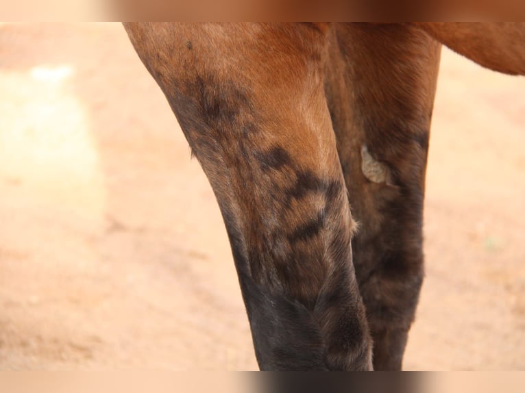 Andaluso Stallone 3 Anni 155 cm Falbo in Vejer de la Frontera