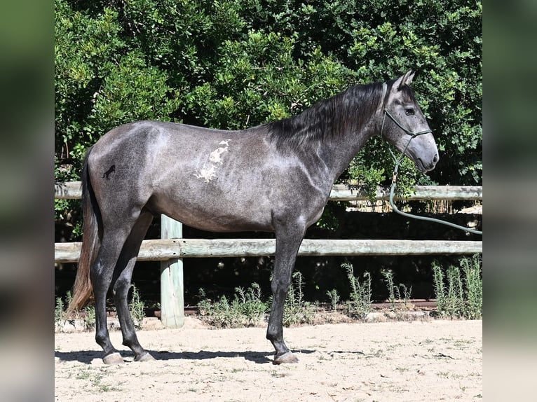 Andaluso Stallone 3 Anni 155 cm Grigio in Menorca
