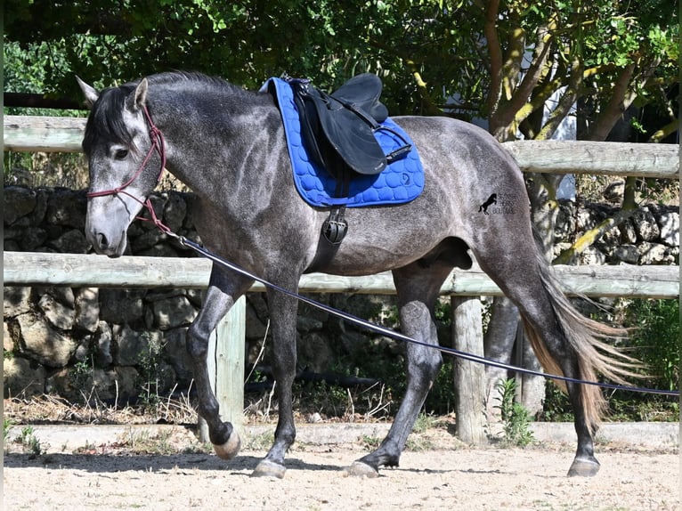 Andaluso Stallone 3 Anni 155 cm Grigio in Menorca