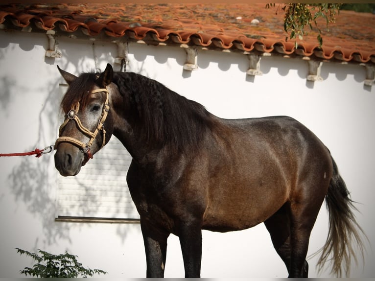 Andaluso Stallone 3 Anni 155 cm Leardo in Valencia