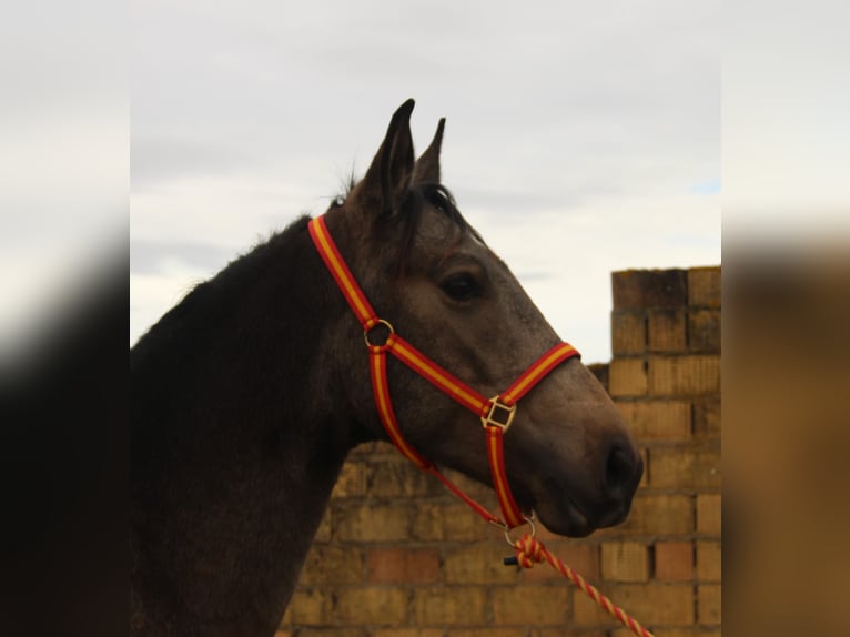 Andaluso Stallone 3 Anni 155 cm Pelle di daino in Vejer de la Frontera