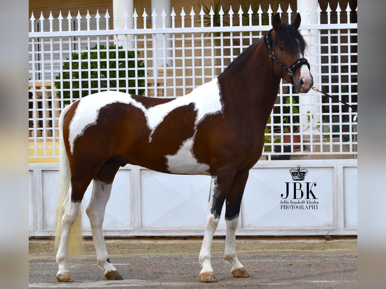 Andaluso Stallone 3 Anni 155 cm Pezzato in Tabenas Almeria