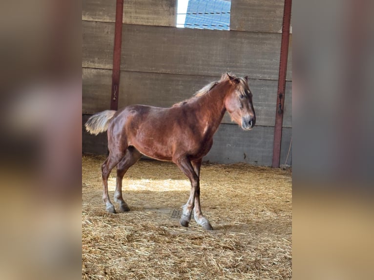 Andaluso Stallone 3 Anni 156 cm Sauro in Chiclana
