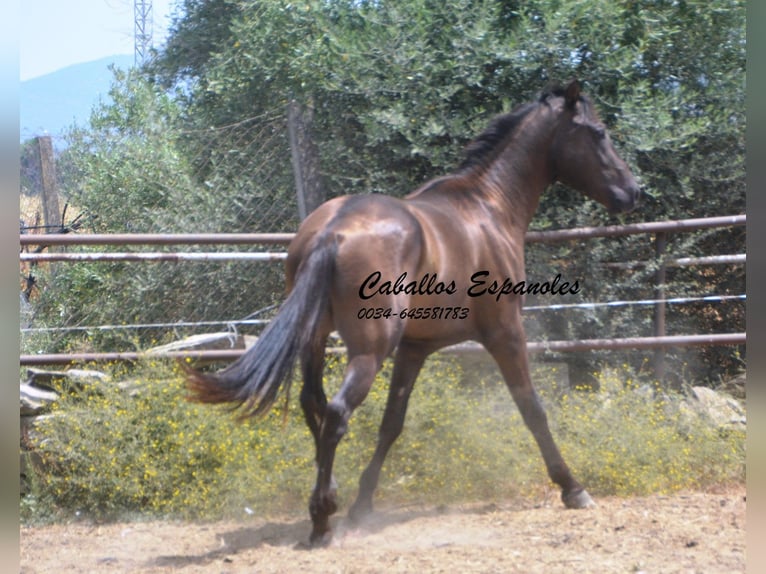 Andaluso Stallone 3 Anni 157 cm Baio nero in vejer de la frontera