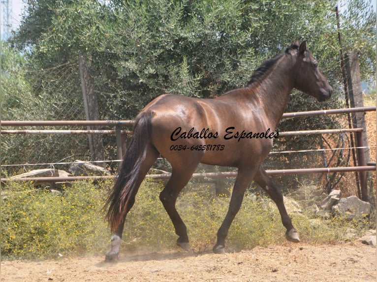 Andaluso Stallone 3 Anni 157 cm Baio nero in vejer de la frontera