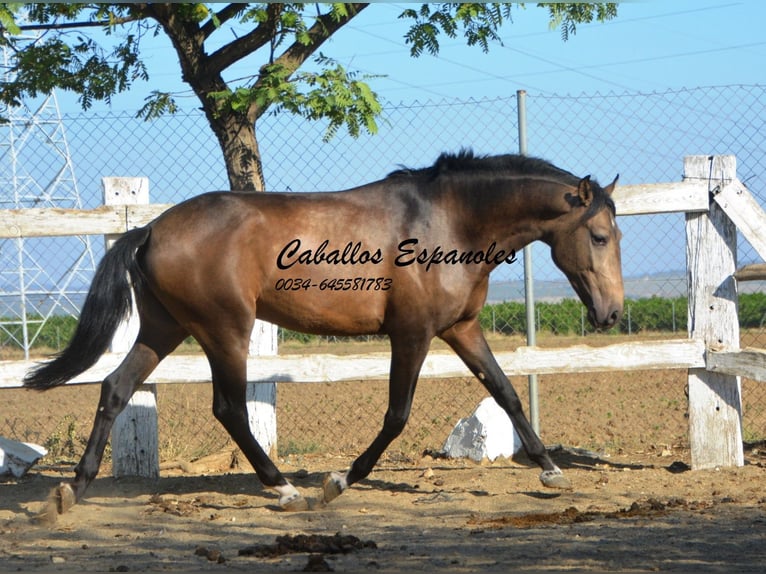 Andaluso Stallone 3 Anni 157 cm Pelle di daino in Vejer de la Frontera