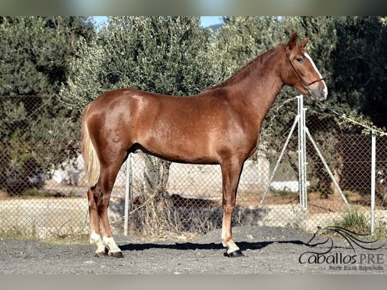 Andaluso Stallone 3 Anni 157 cm Sauro in Barcelona