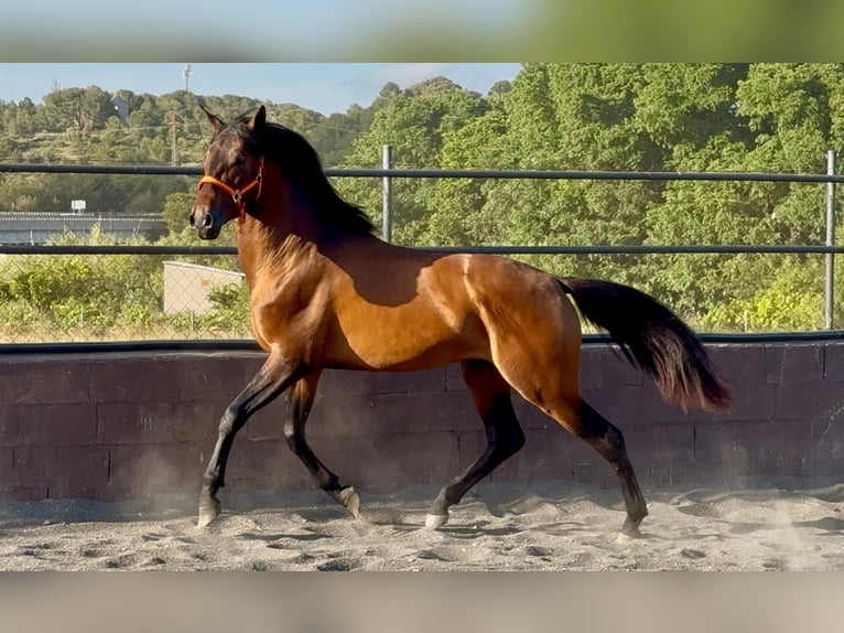 Andaluso Stallone 3 Anni 158 cm Baio in Barcelona