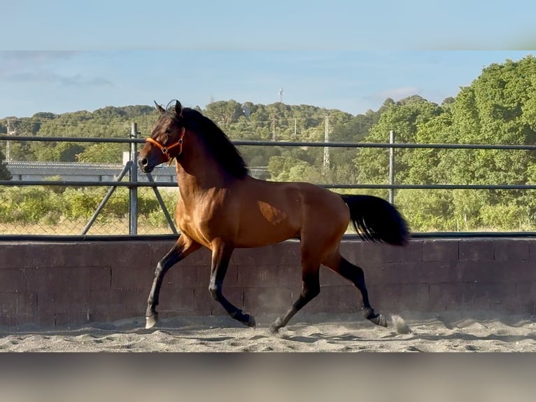Andaluso Stallone 3 Anni 158 cm Baio in Barcelona