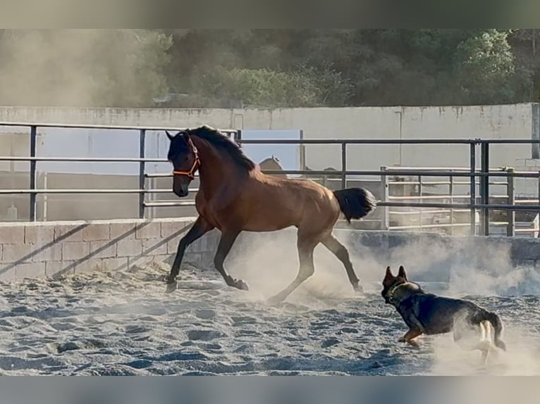 Andaluso Stallone 3 Anni 158 cm Baio in Barcelona