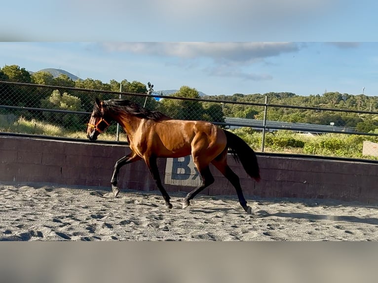 Andaluso Stallone 3 Anni 158 cm Baio in Barcelona
