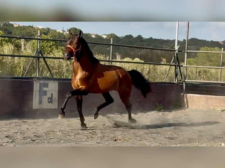 Andaluso Stallone 3 Anni 158 cm Baio in Barcelona