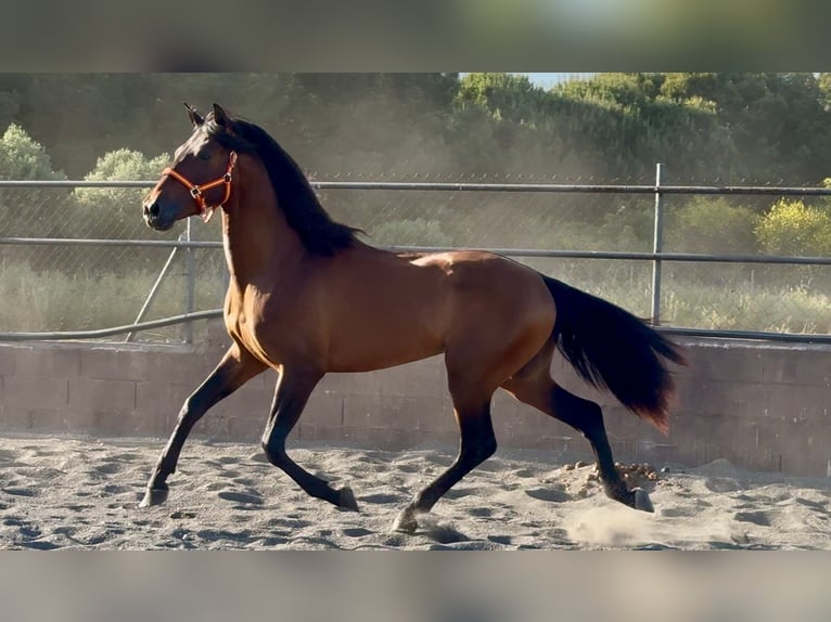 Andaluso Stallone 3 Anni 158 cm Baio in Barcelona