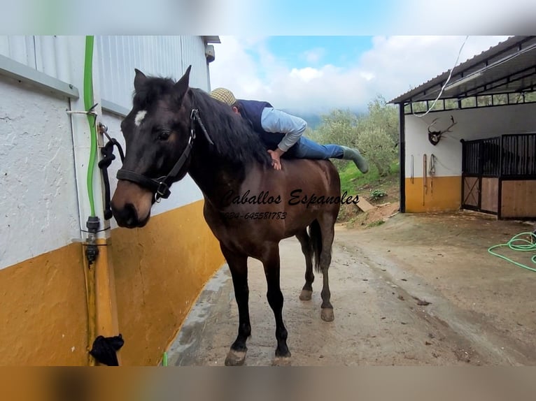 Andaluso Stallone 3 Anni 158 cm Baio scuro in Vejer de la Frontera