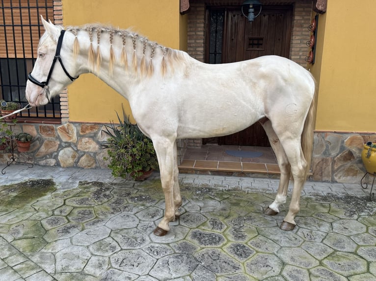 Andaluso Stallone 3 Anni 158 cm Cremello in Valderrubio