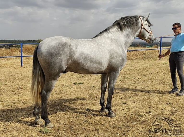 Andaluso Stallone 3 Anni 158 cm Grigio in Badajoz