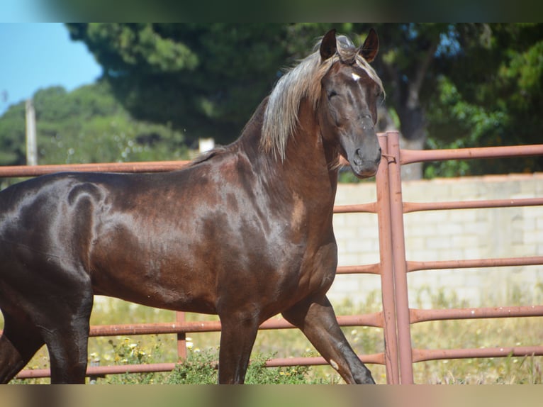 Andaluso Stallone 3 Anni 158 cm Palomino in Chiclana