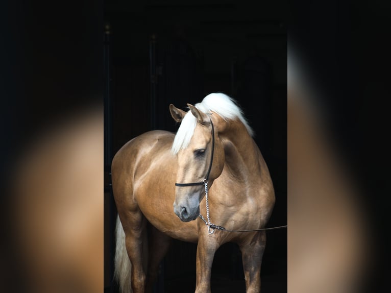 Andaluso Mix Stallone 3 Anni 158 cm Palomino in Santok