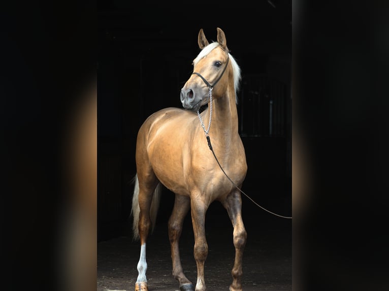 Andaluso Mix Stallone 3 Anni 158 cm Palomino in Santok