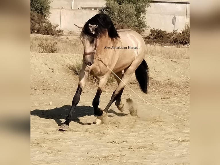 Andaluso Stallone 3 Anni 158 cm Pelle di daino in Sevilla