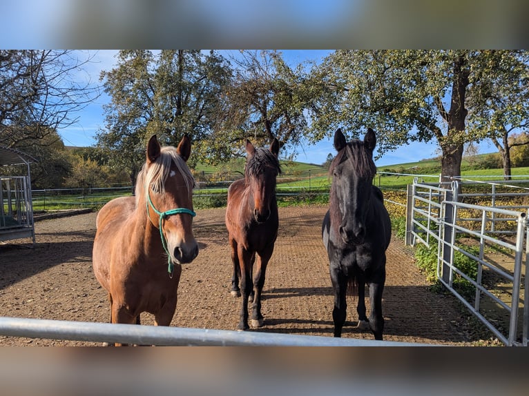 Andaluso Stallone 3 Anni 158 cm Sauro scuro in Engen