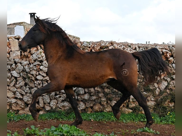 Andaluso Stallone 3 Anni 159 cm Baio in Menorca