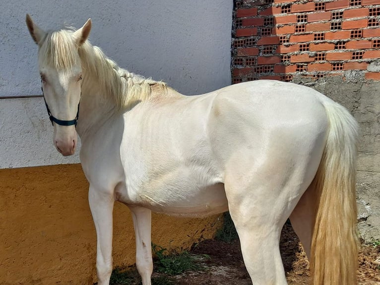 Andaluso Stallone 3 Anni 159 cm Cremello in Cacéres