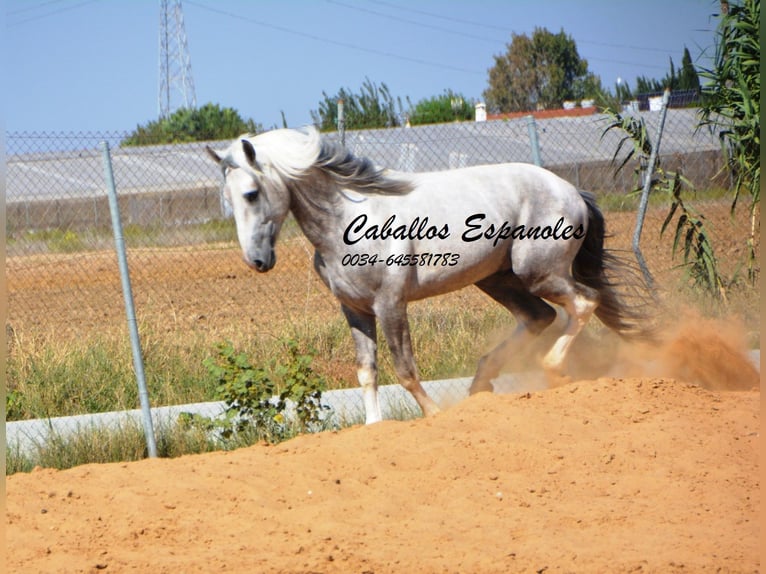 Andaluso Stallone 3 Anni 159 cm Pezzato in Vejer de la Frontera