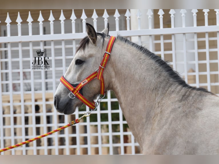 Andaluso Stallone 3 Anni 160 cm Falbo in Tabernas Almeria
