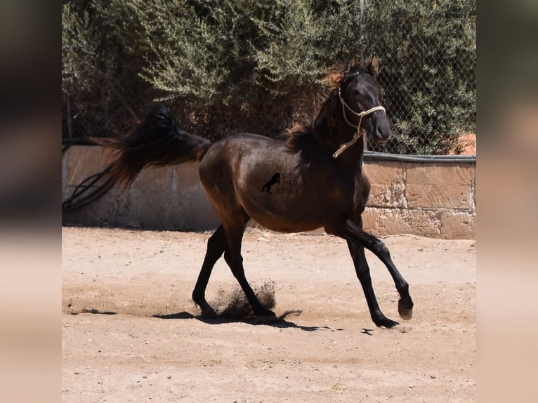 Andaluso Stallone 3 Anni 160 cm Morello in Mallorca