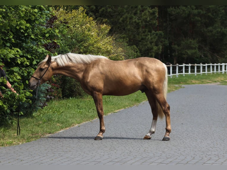 Andaluso Mix Stallone 3 Anni 160 cm Palomino in Santok