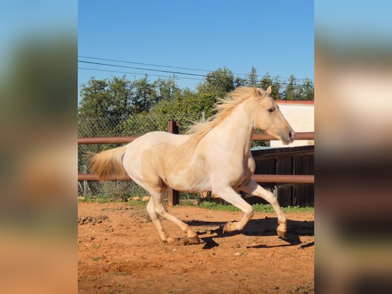 Andaluso Stallone 3 Anni 160 cm Pezzato in Neu-Anspach