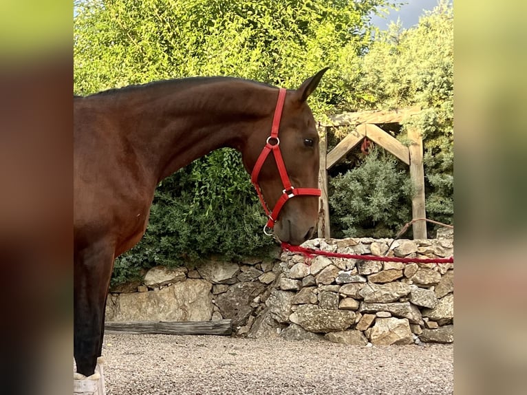 Andaluso Stallone 3 Anni 162 cm Baio in Espirdo