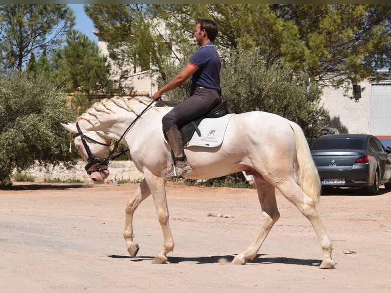 Andaluso Stallone 3 Anni 162 cm Cremello in Provinz Malaga