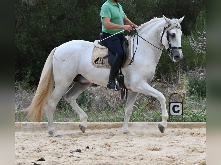 Andaluso Stallone 3 Anni 162 cm Grigio in Menorca