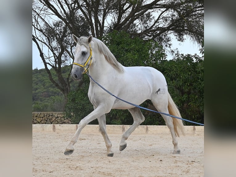 Andaluso Stallone 3 Anni 162 cm Grigio in Menorca