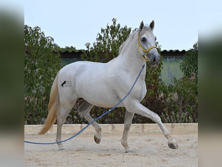 Andaluso Stallone 3 Anni 162 cm Grigio in Menorca