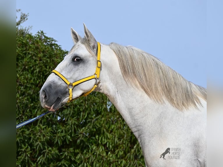 Andaluso Stallone 3 Anni 162 cm Grigio in Menorca