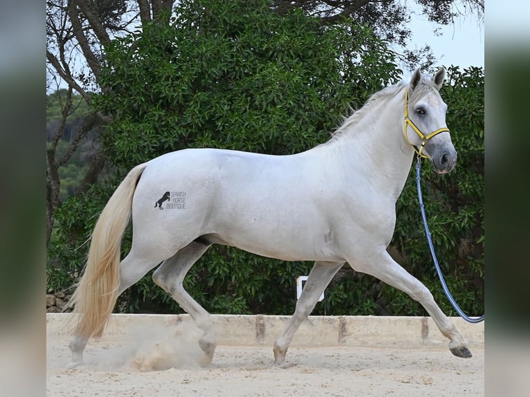 Andaluso Stallone 3 Anni 162 cm Grigio in Menorca