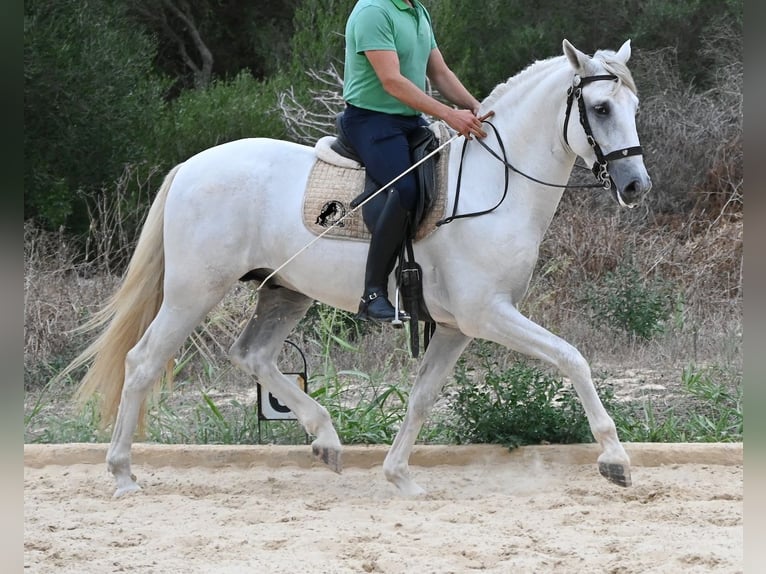 Andaluso Stallone 3 Anni 162 cm Grigio in Menorca